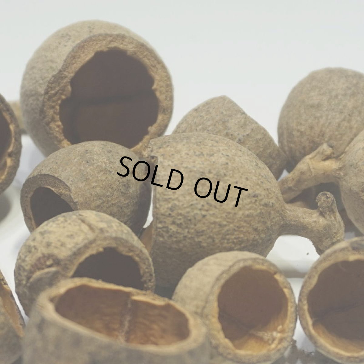 画像2: ポプリカップ (2)