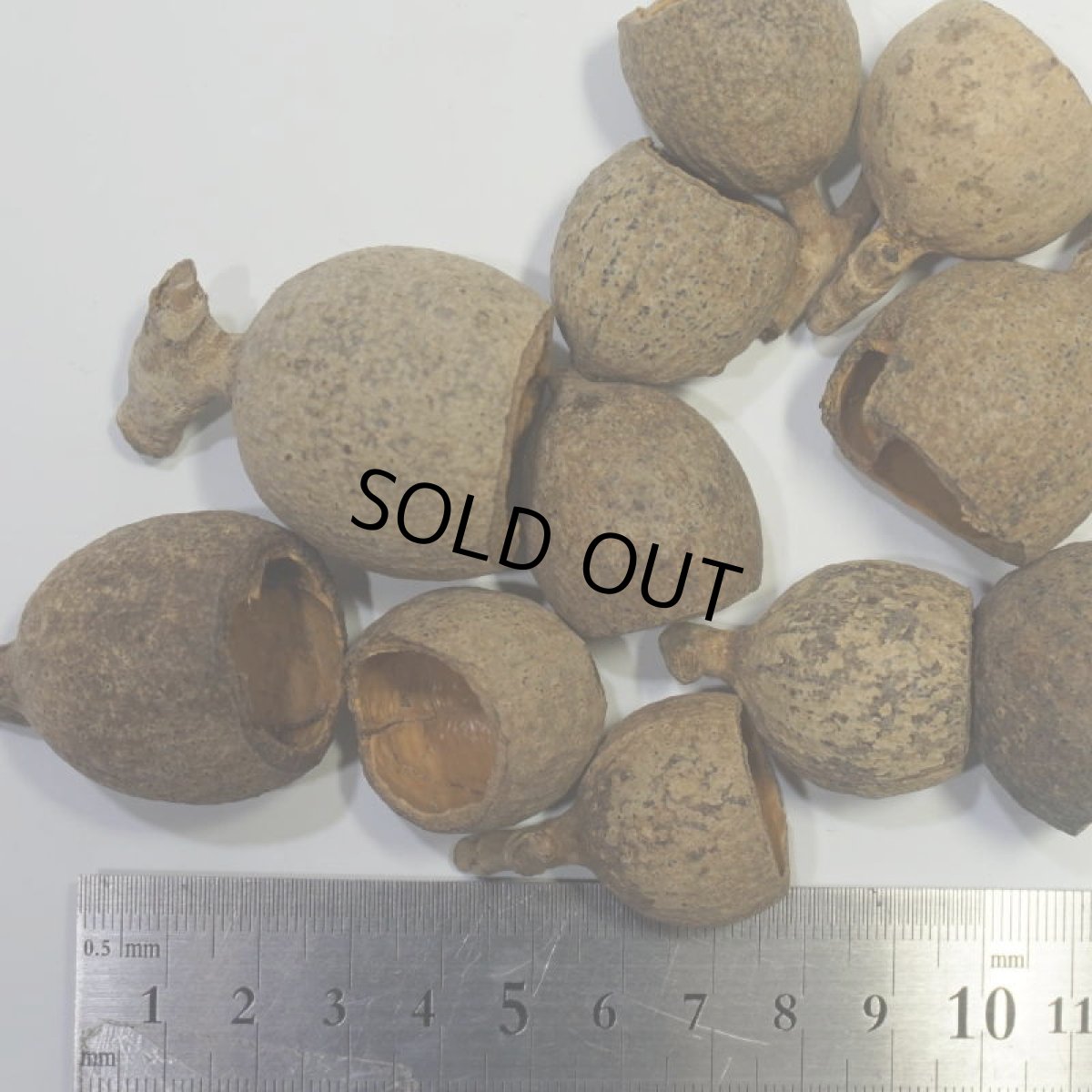 画像4: ポプリカップ (4)