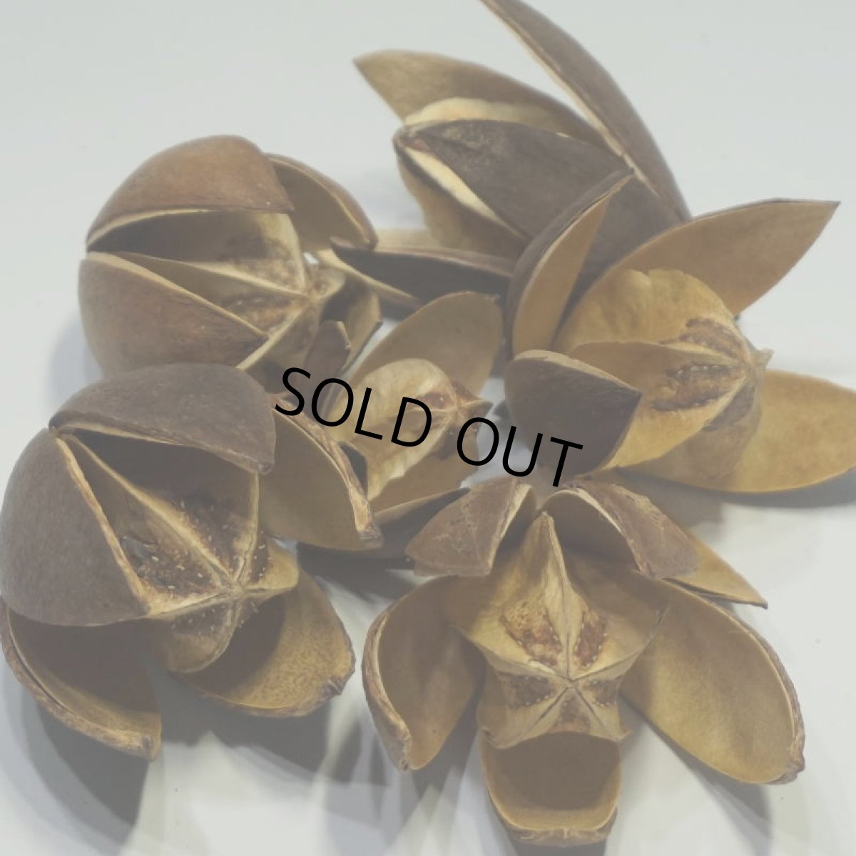 画像4: ワイルドリリー (4)