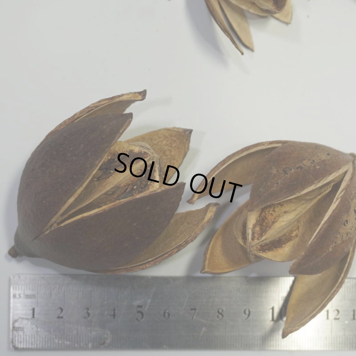 画像2: ワイルドリリー (2)