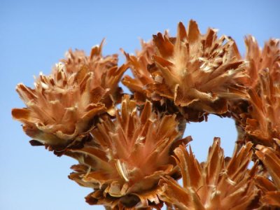 画像1: ピンクッション