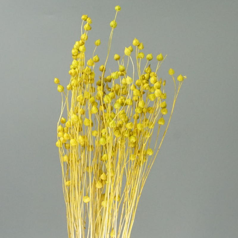 ａ リンフラワー イエロー あいむフラワーインターナショナル