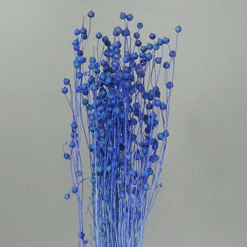 ａ リンフラワー ブルー あいむフラワーインターナショナル