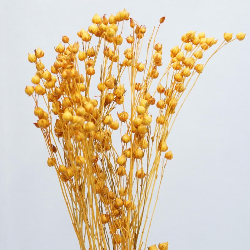 ａ リンフラワー オレンジ あいむフラワーインターナショナル