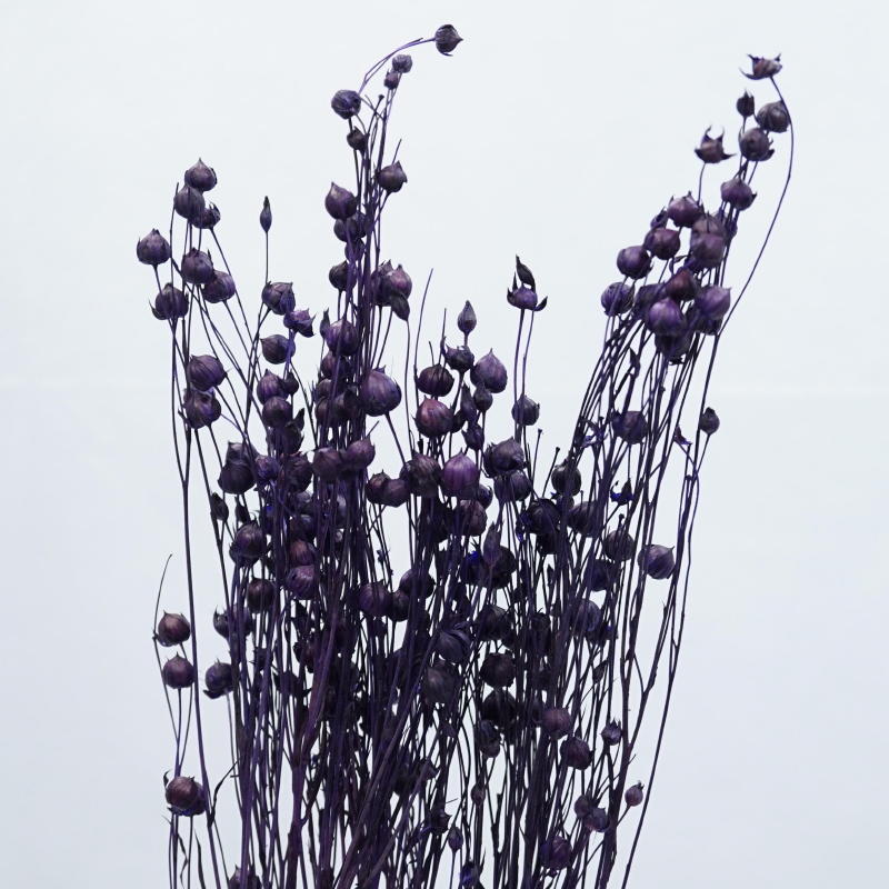 ａ リンフラワー バイオレット あいむフラワーインターナショナル