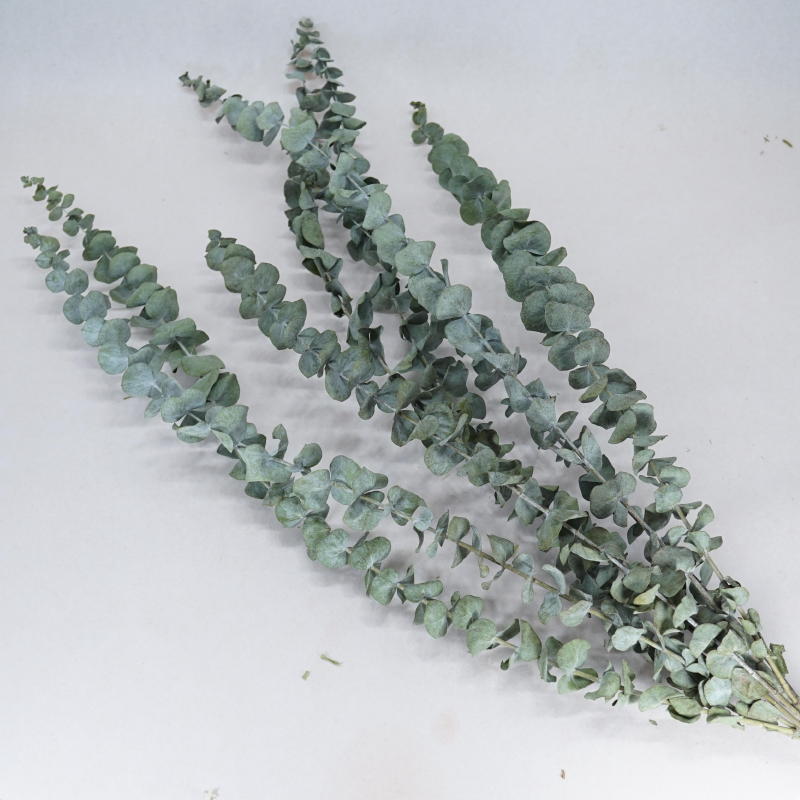 ｃ ユーカリ 銀世界 あいむフラワーインターナショナル